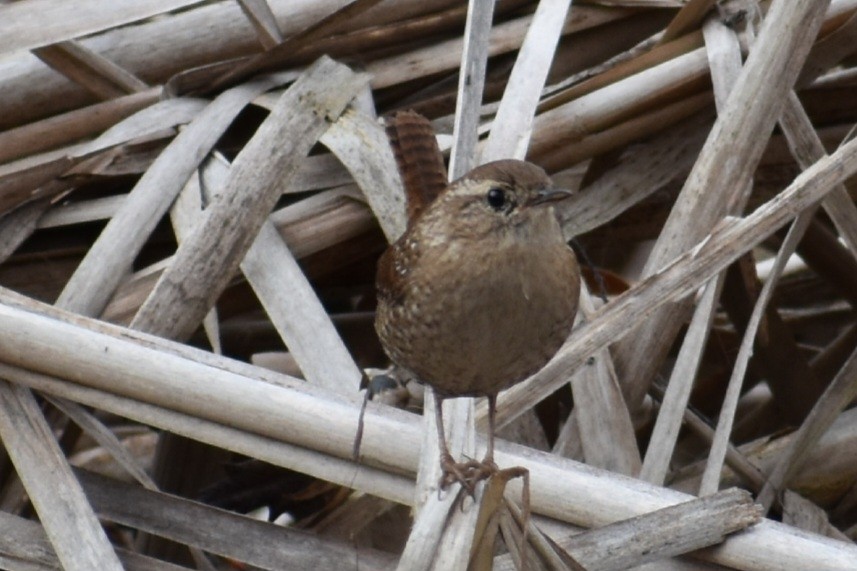 Winter Wren - ML648794992