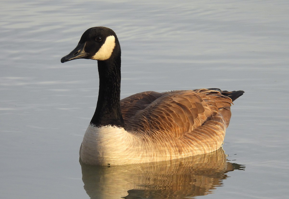 Kanadagans (moffitti/maxima) - ML648795051