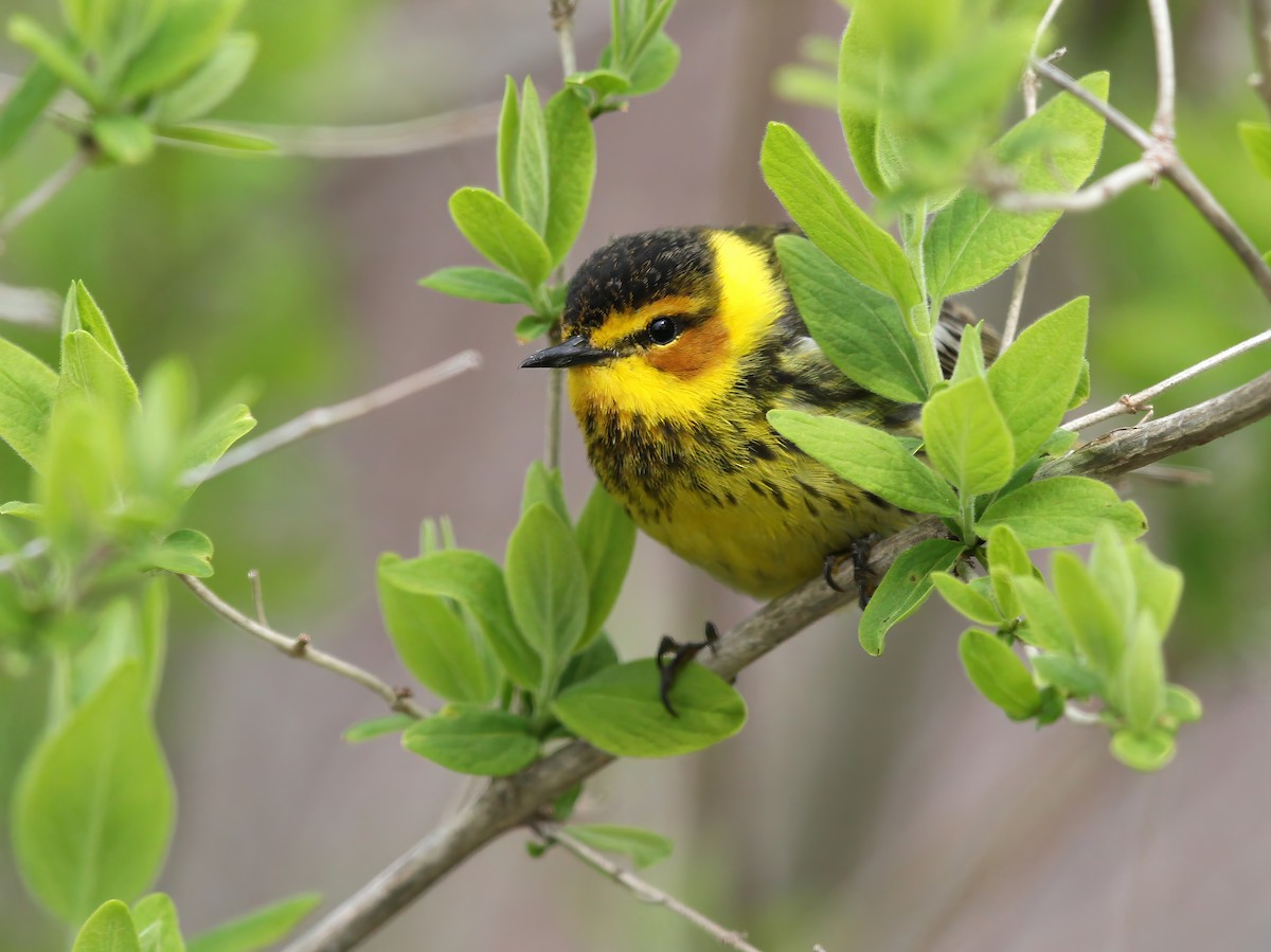 Cape May Warbler - ML648795077