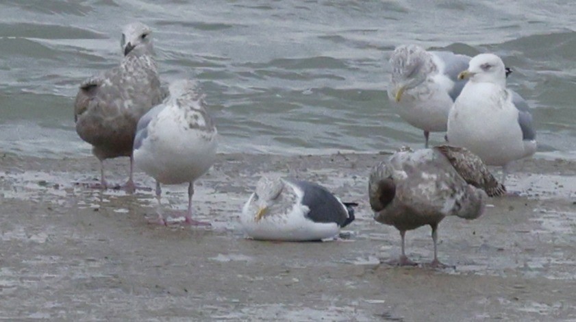 Клуша - ML648795290