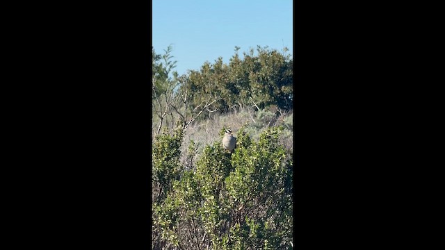 ミヤマシトド - ML648795703