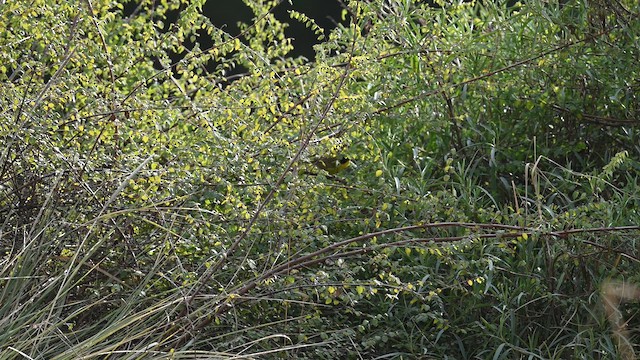 Hooded Yellowthroat - ML648795722