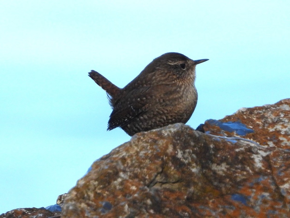 Winter Wren - ML648795959