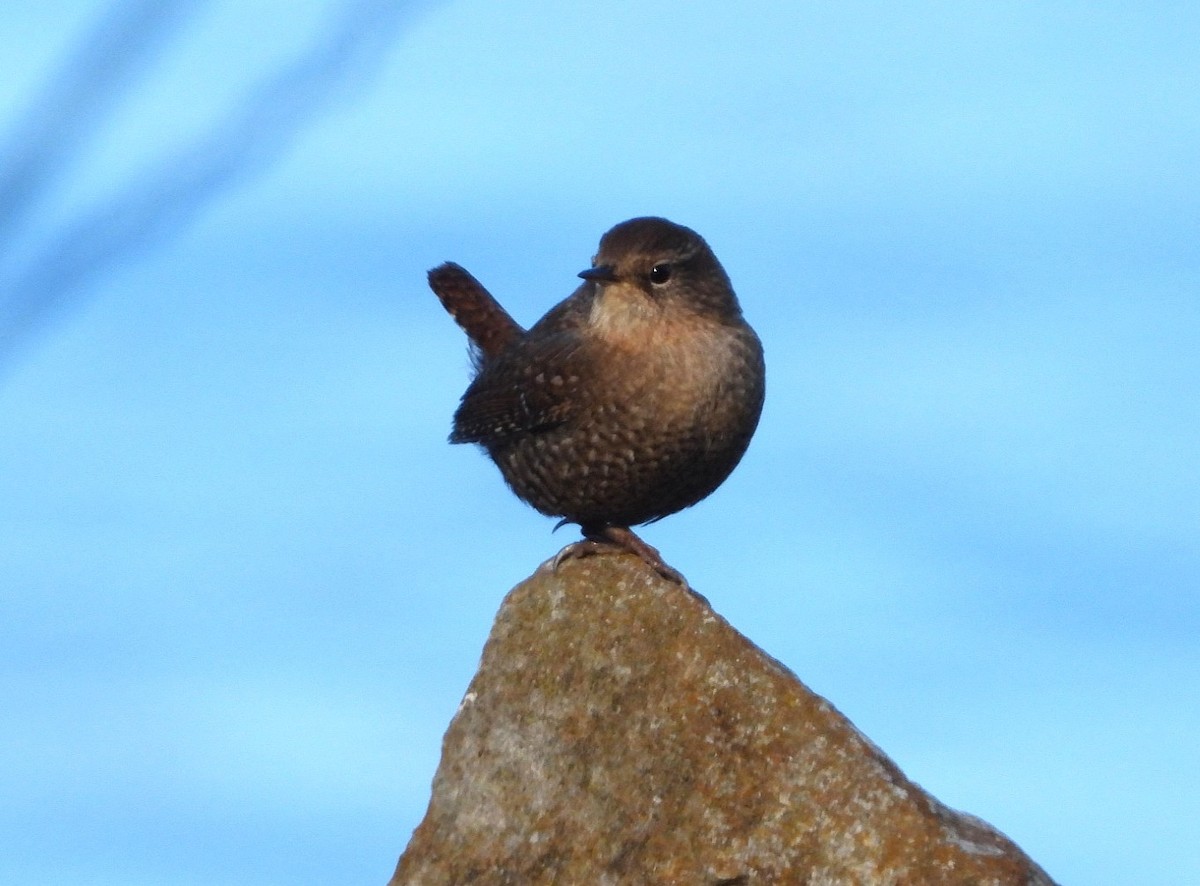 Winter Wren - ML648795960