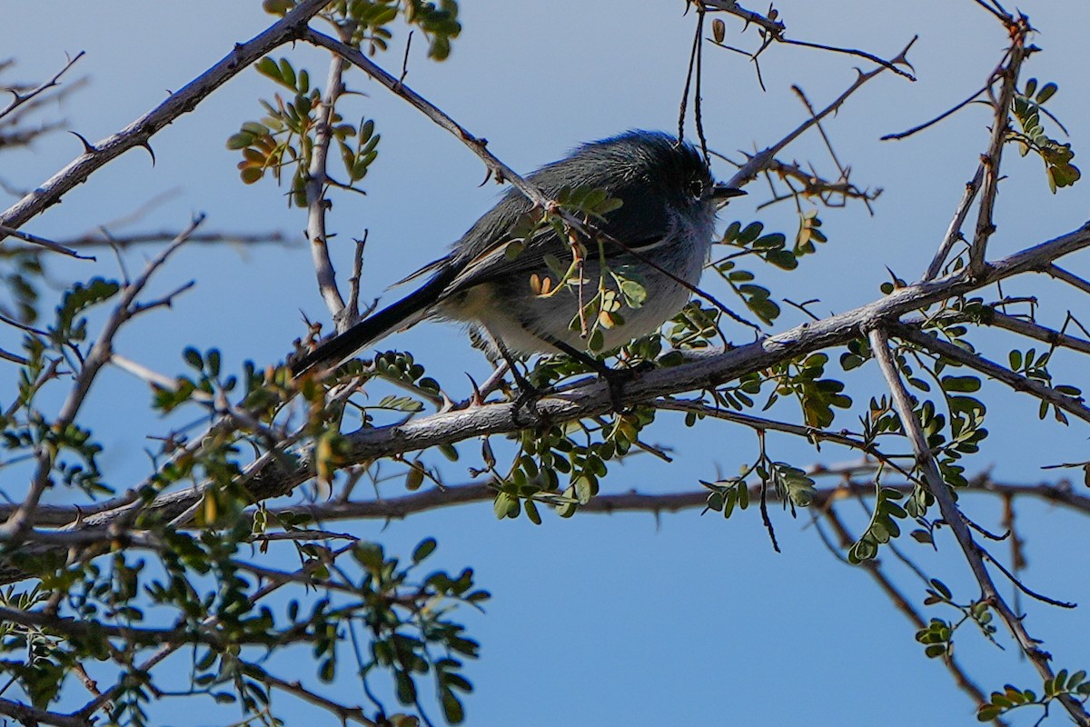 Gobemoucheron à queue noire - ML648796116