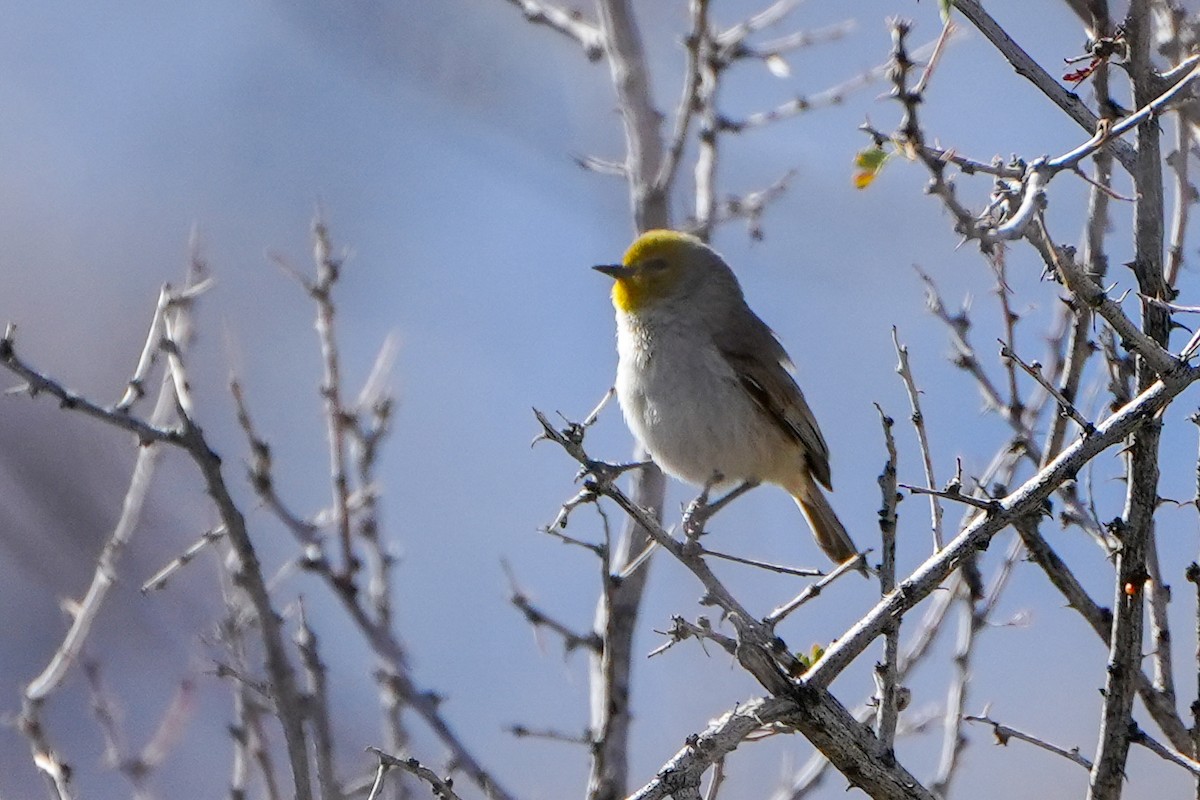 Auripare verdin - ML648796137