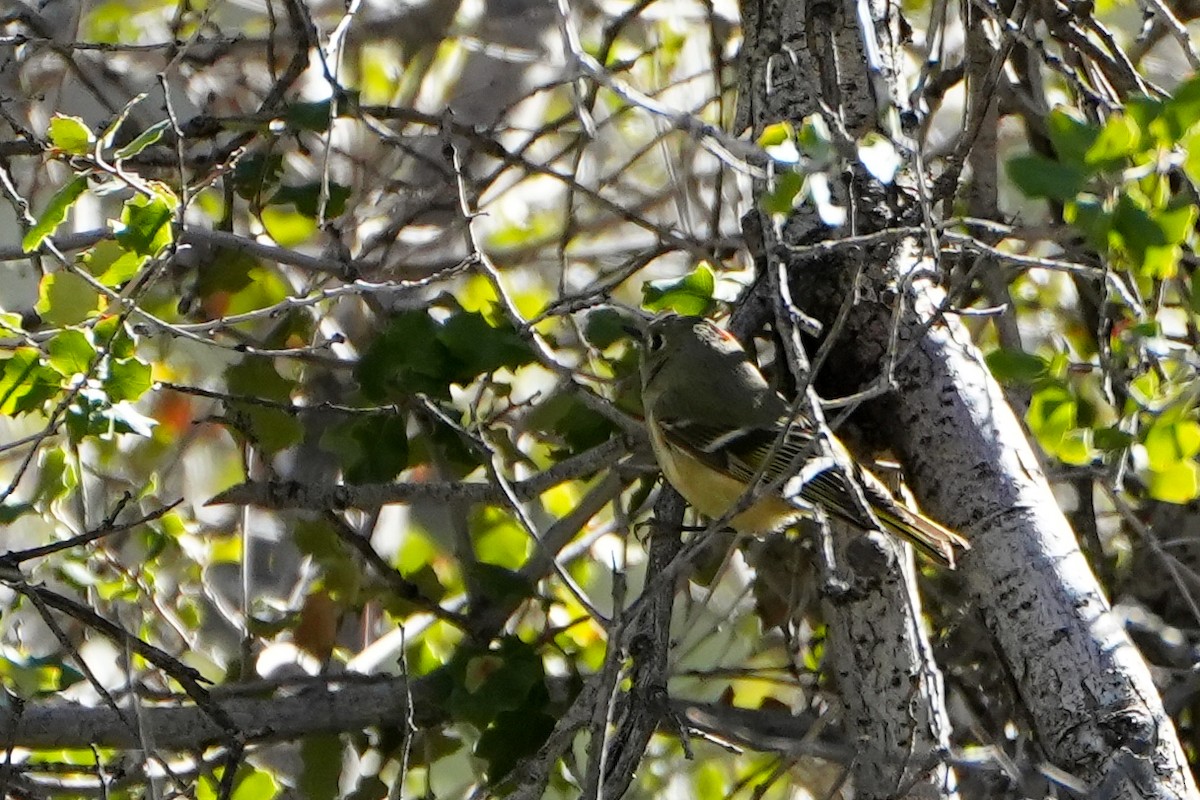 Roitelet à couronne rubis - ML648796167