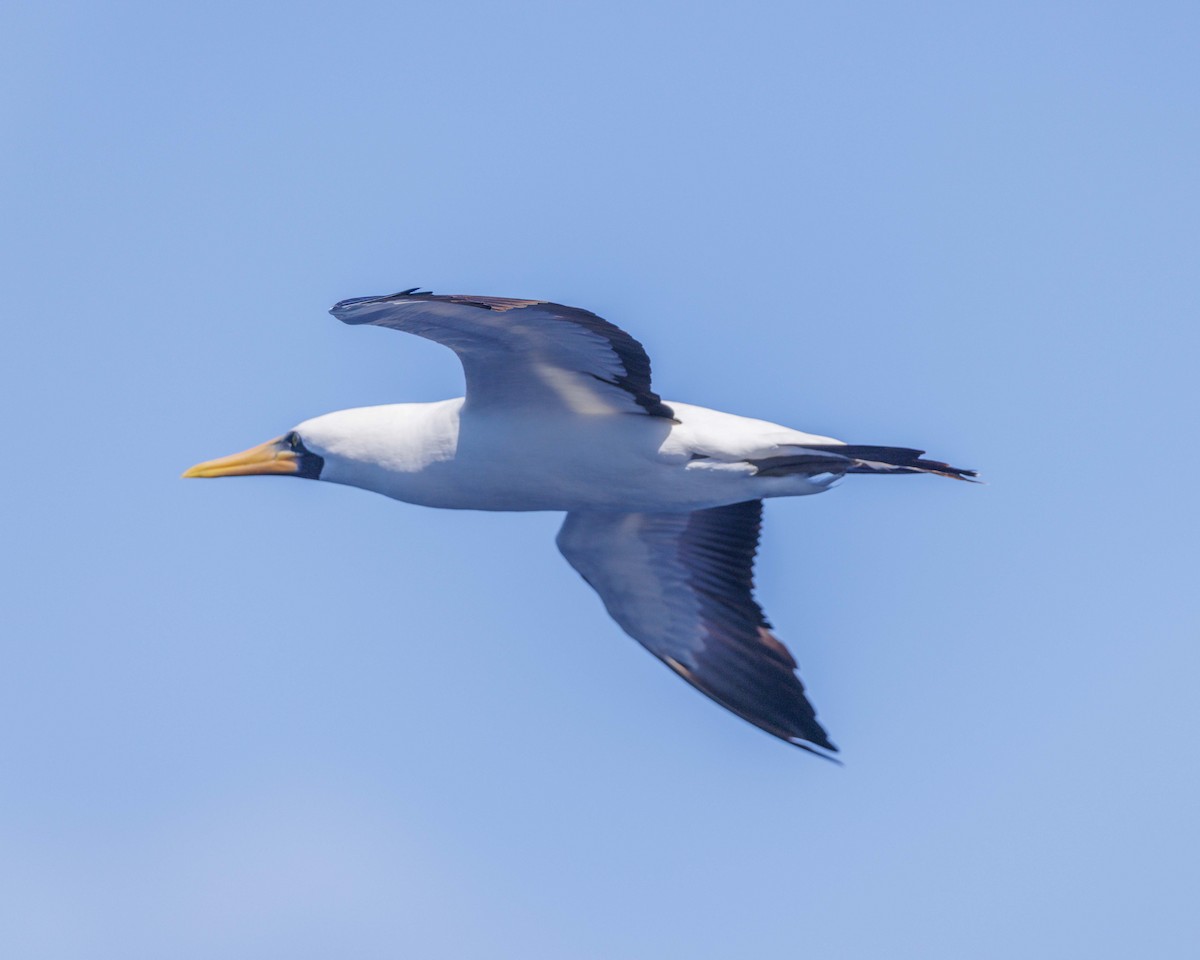 Maskentölpel - ML648796323