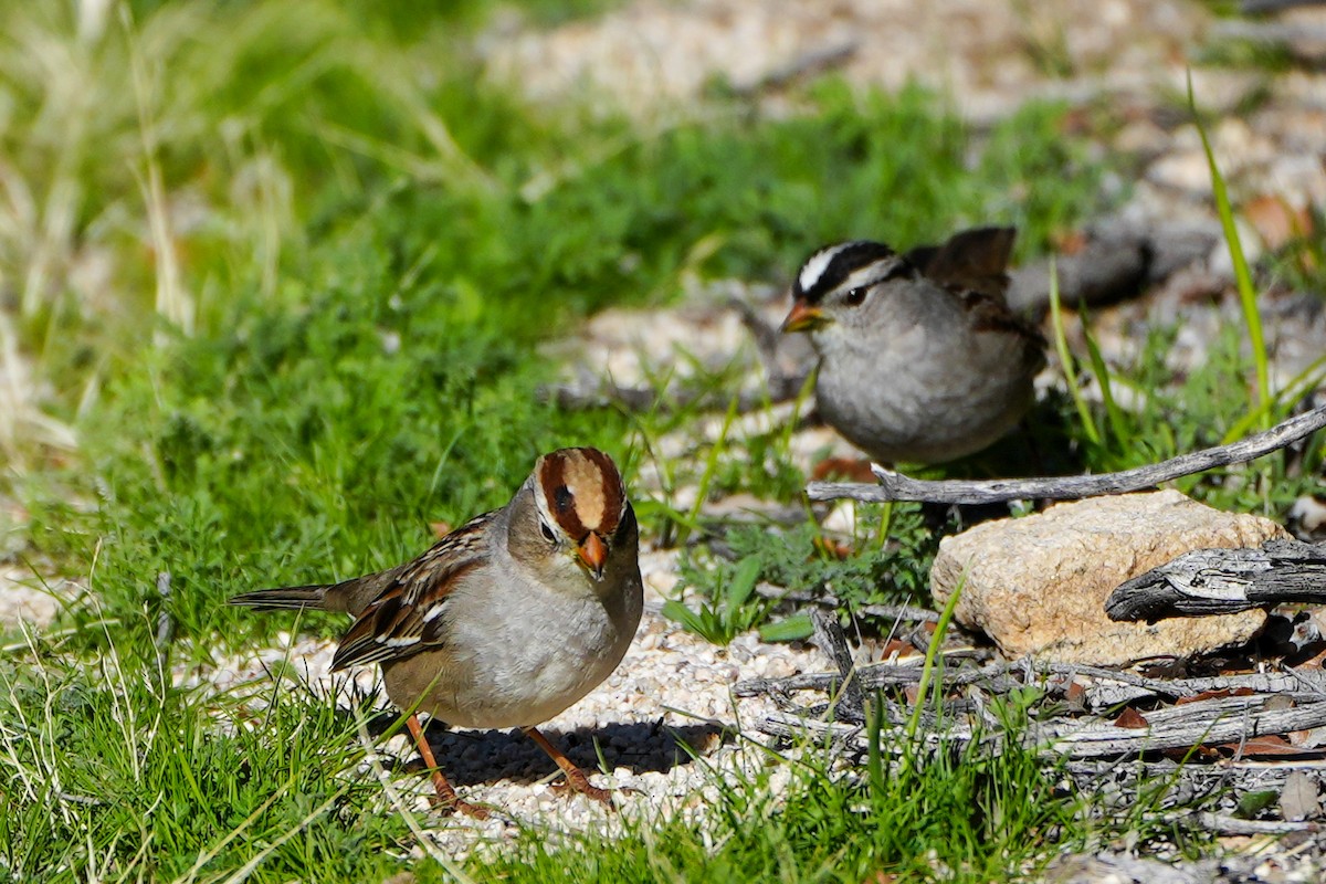 White-crowned Sparrow - ML648796331