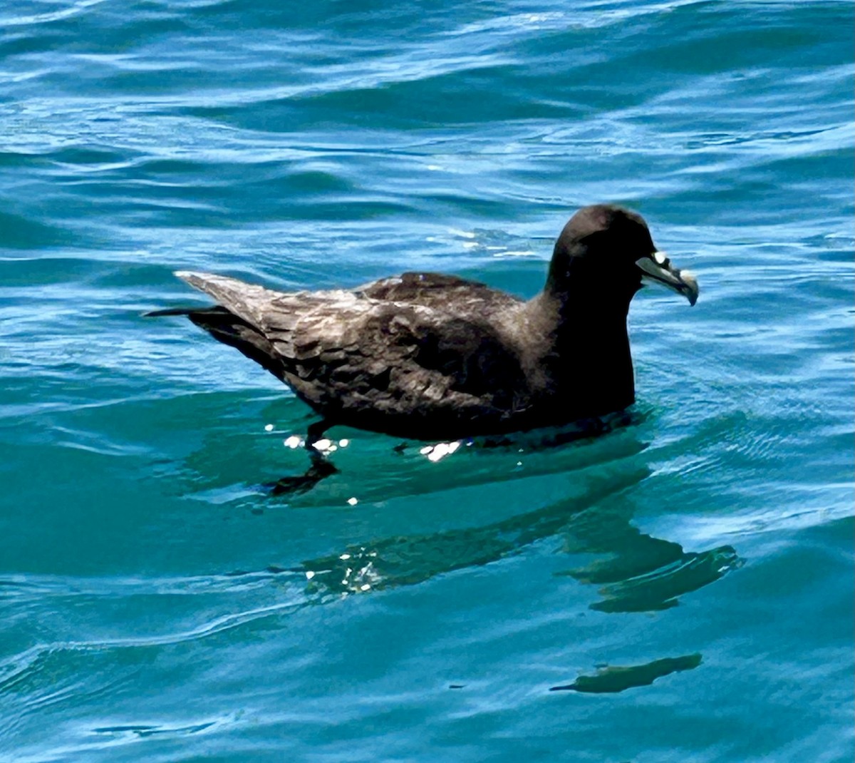 White-chinned Petrel - ML648796343