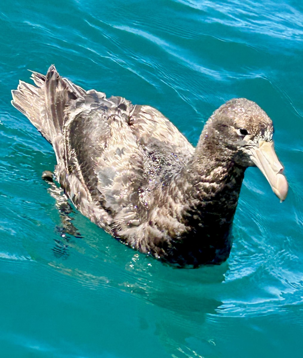 Northern Giant-Petrel - ML648796358