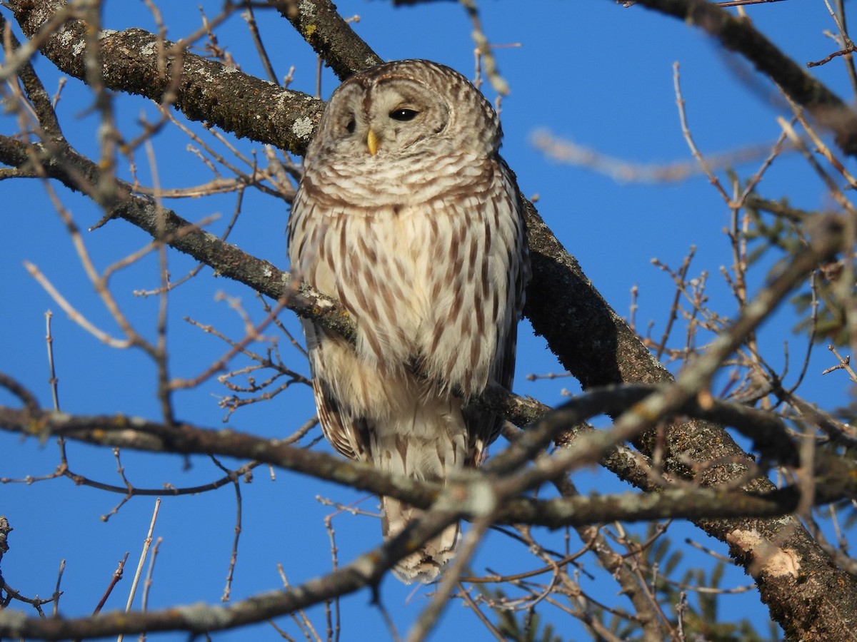 Çizgili Baykuş - ML648796364