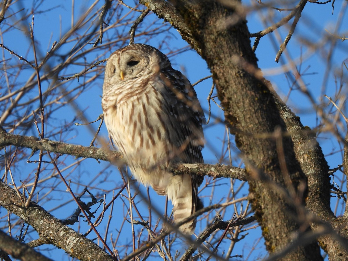 Çizgili Baykuş - ML648796365
