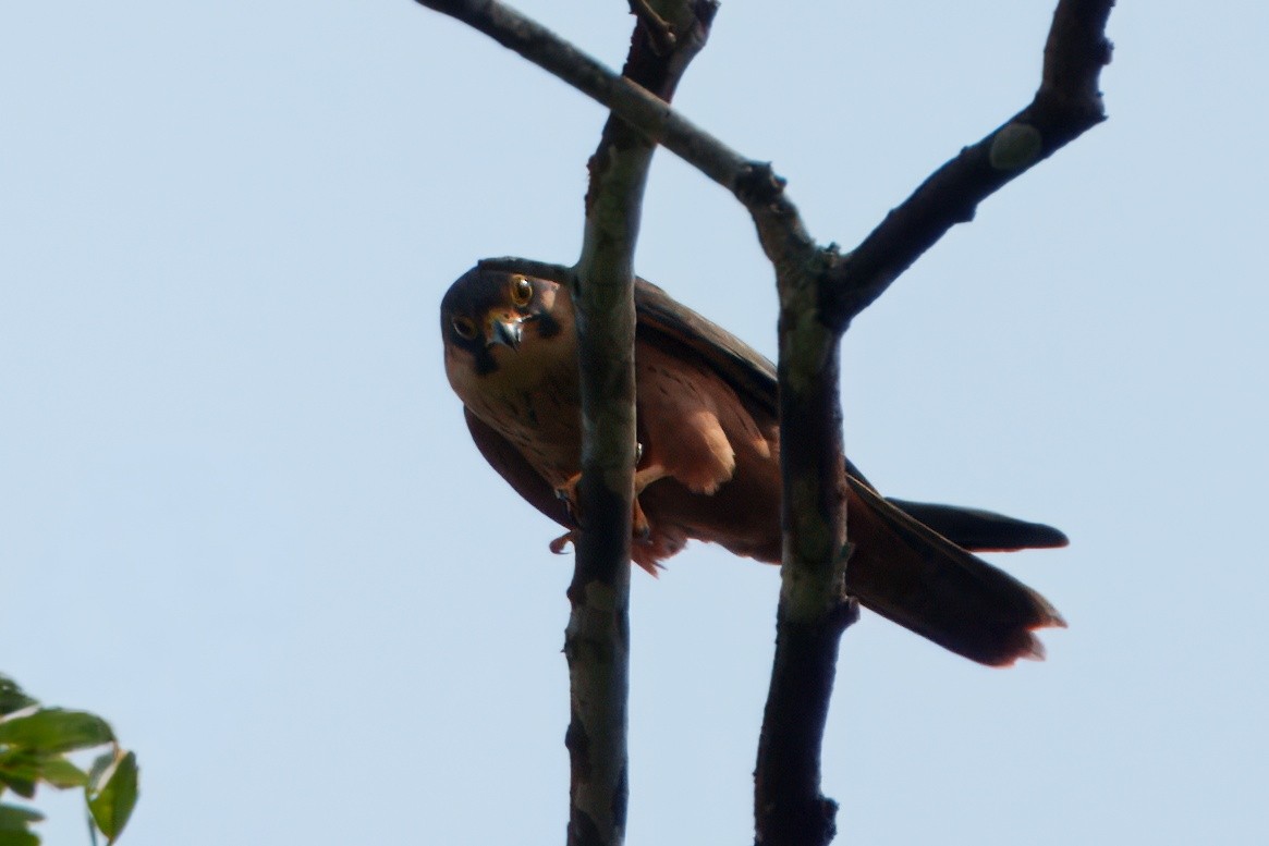 African Hobby - ML648796376