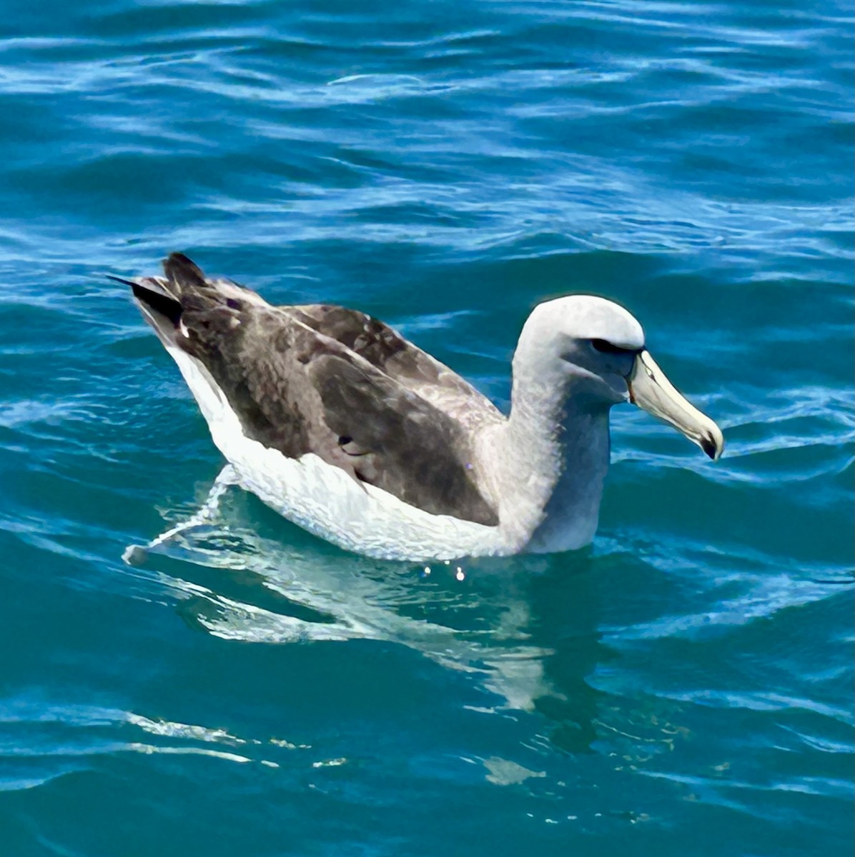 Salvin's Albatross - ML648796377