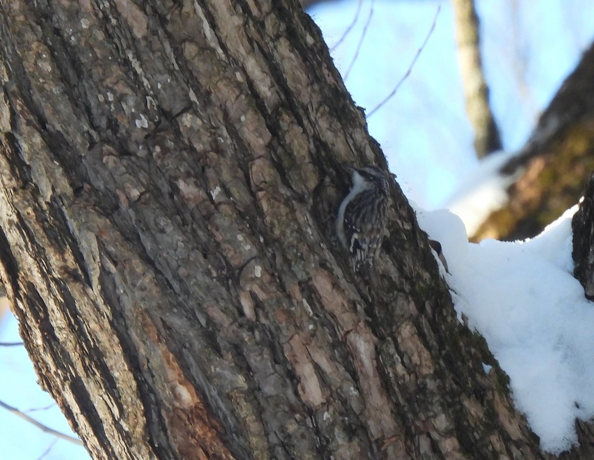 Amerika Tırmaşıkkuşu - ML648796378