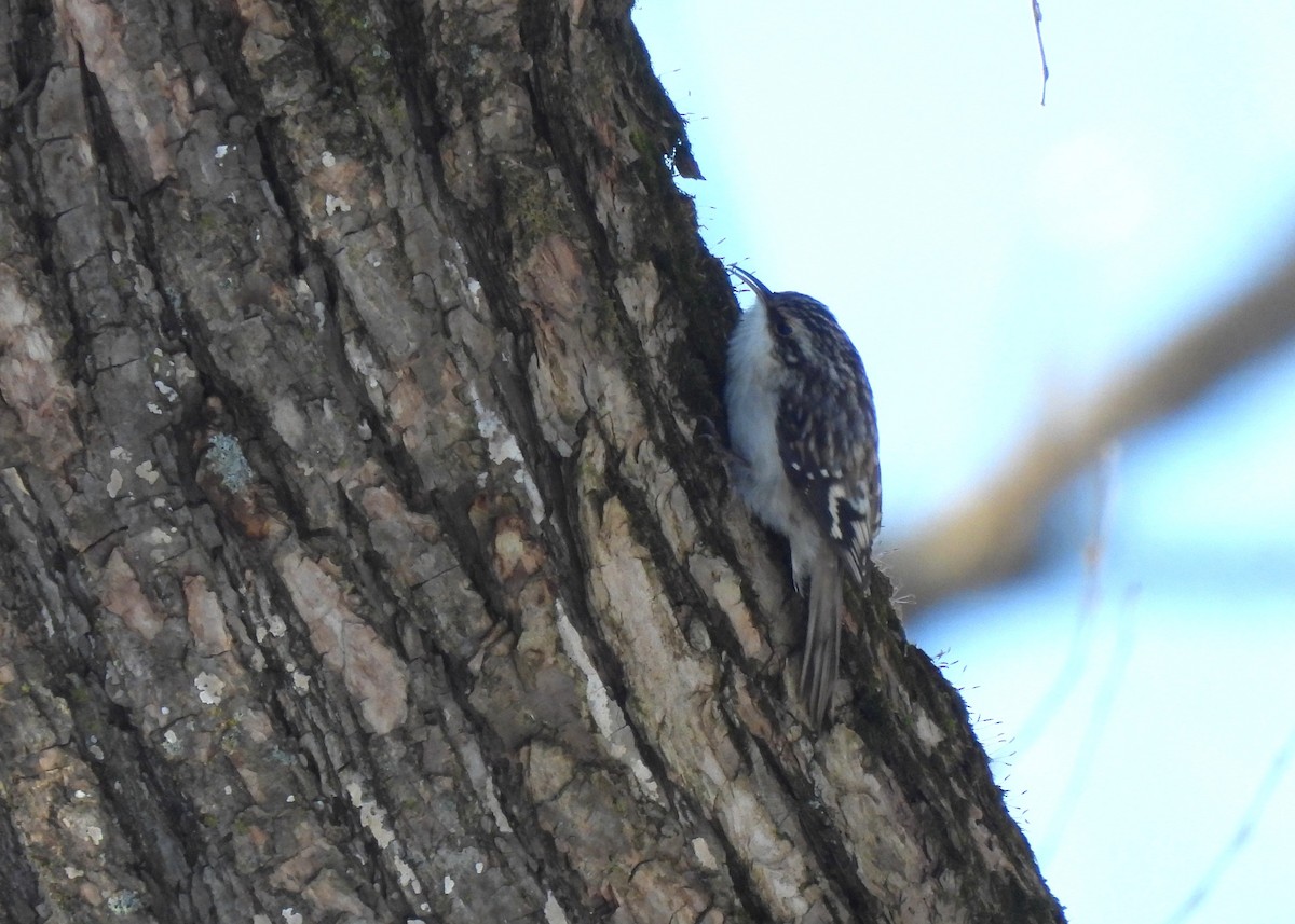 Amerika Tırmaşıkkuşu - ML648796379