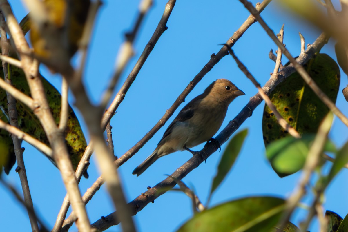 Indigo Bunting - ML648796507