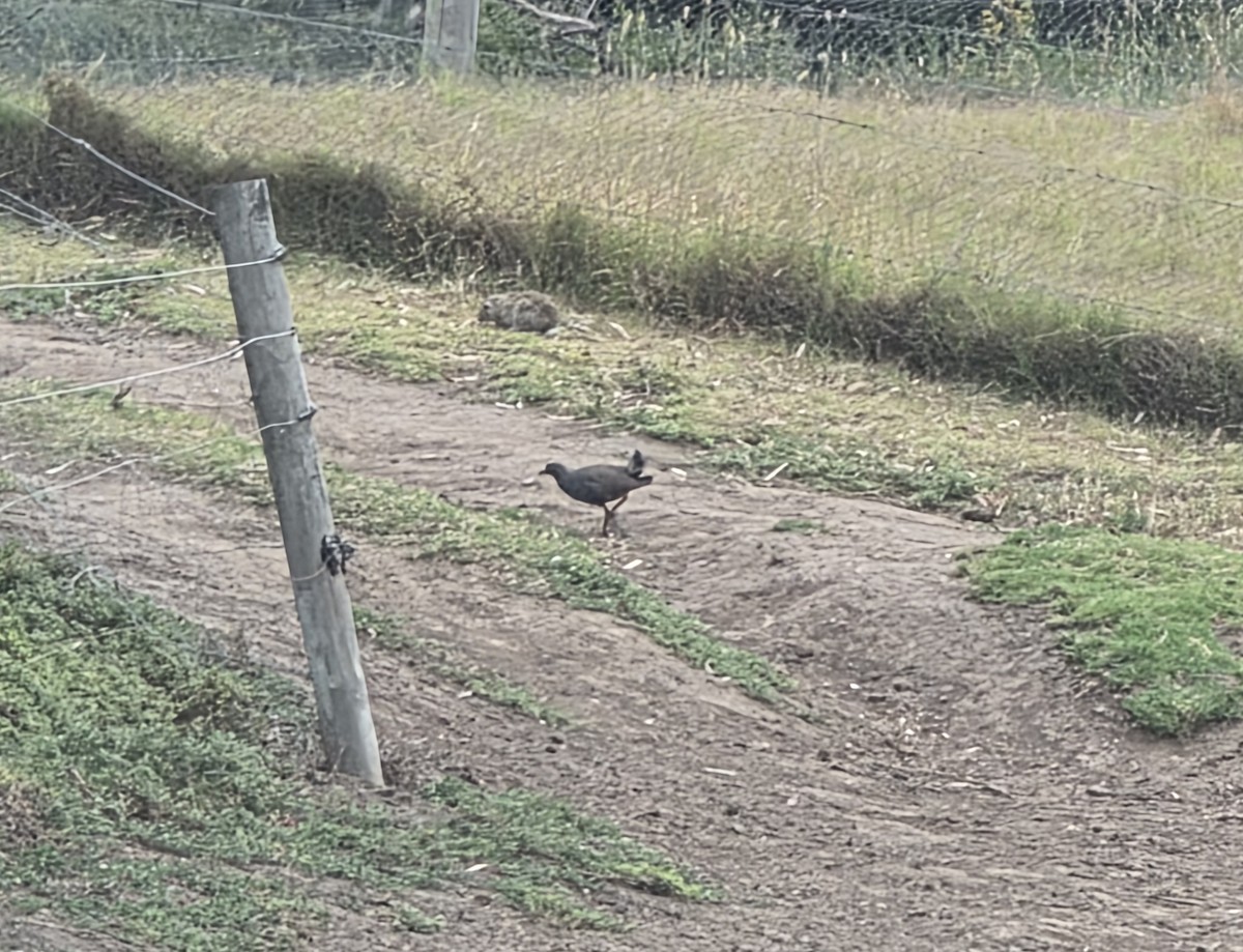 Black-tailed Nativehen - ML648796513