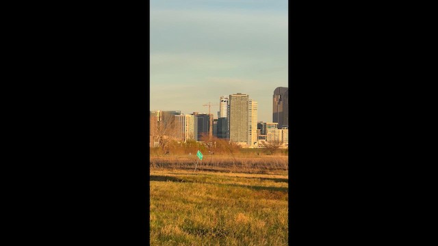 Northern Harrier - ML648796550