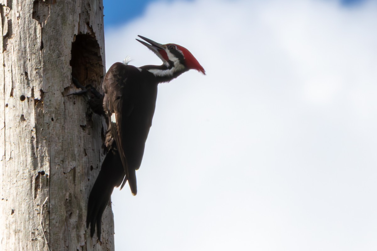 Pileated Woodpecker - ML648796579