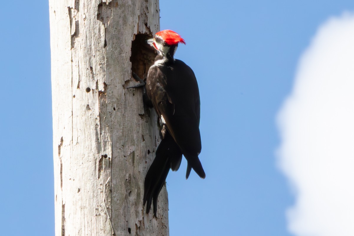 Pileated Woodpecker - ML648796580