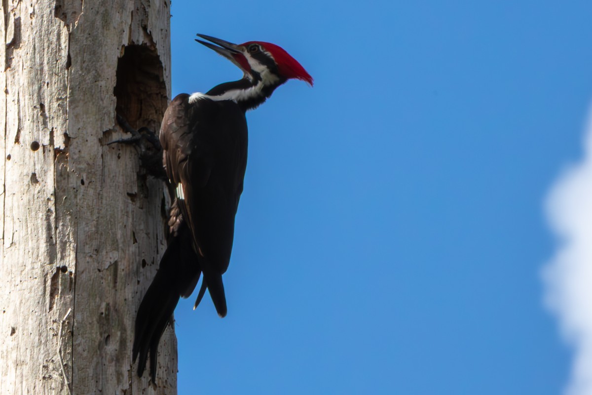 Pileated Woodpecker - ML648796581