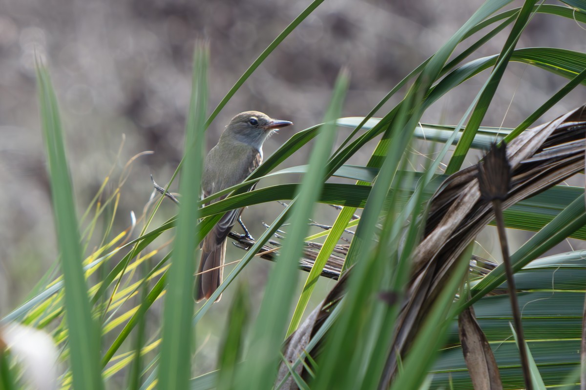 Great Crested Flycatcher - ML648796593