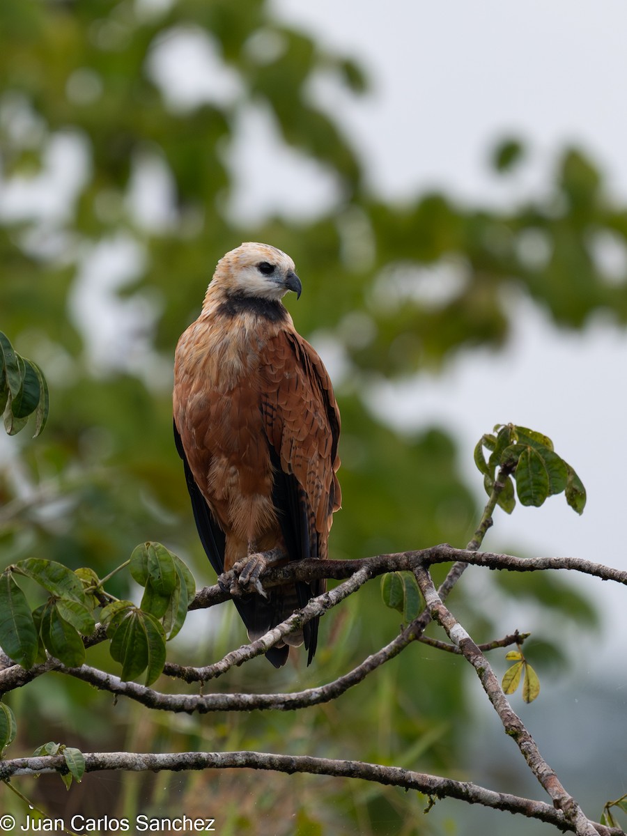 Black-collared Hawk - ML648796668