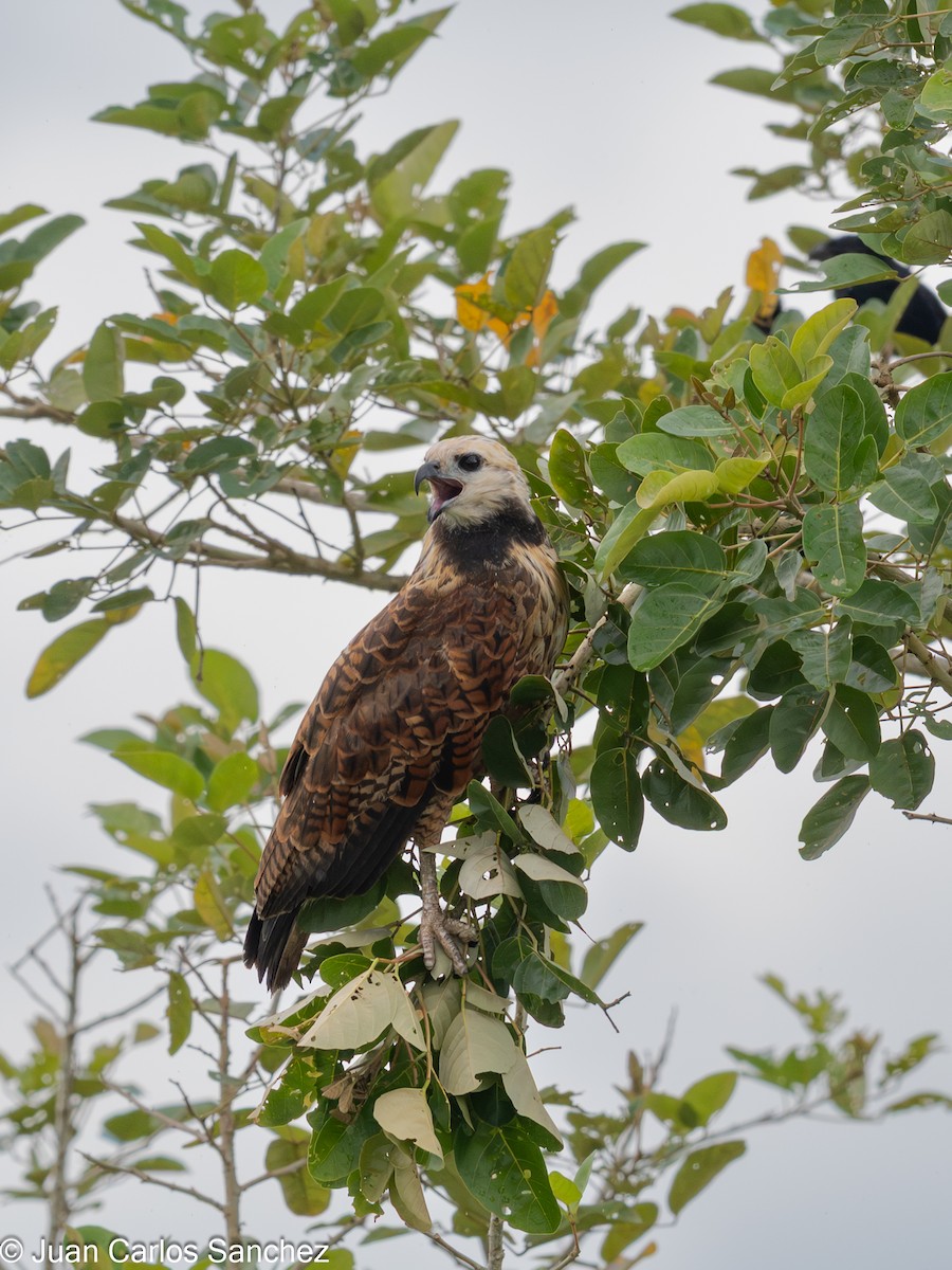 Black-collared Hawk - ML648796672