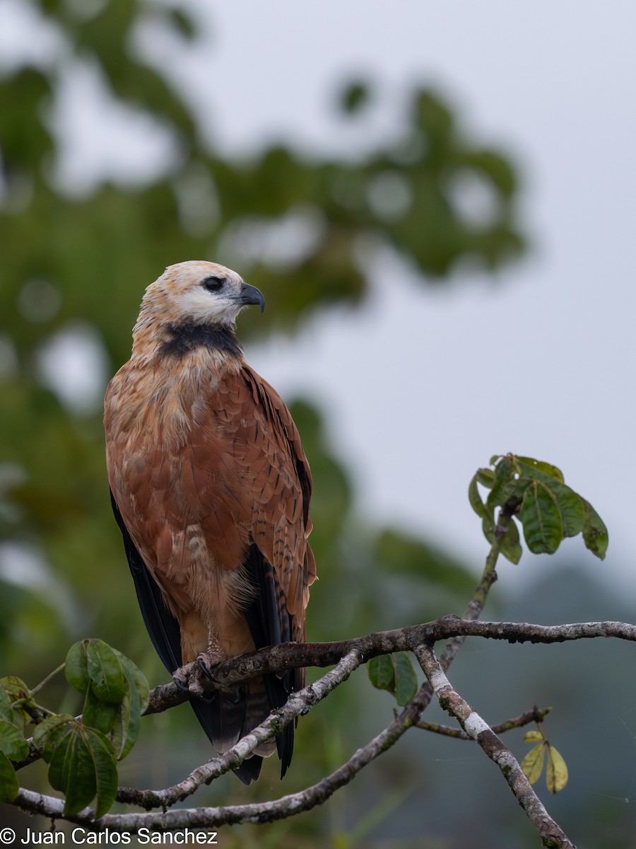 Black-collared Hawk - ML648796674