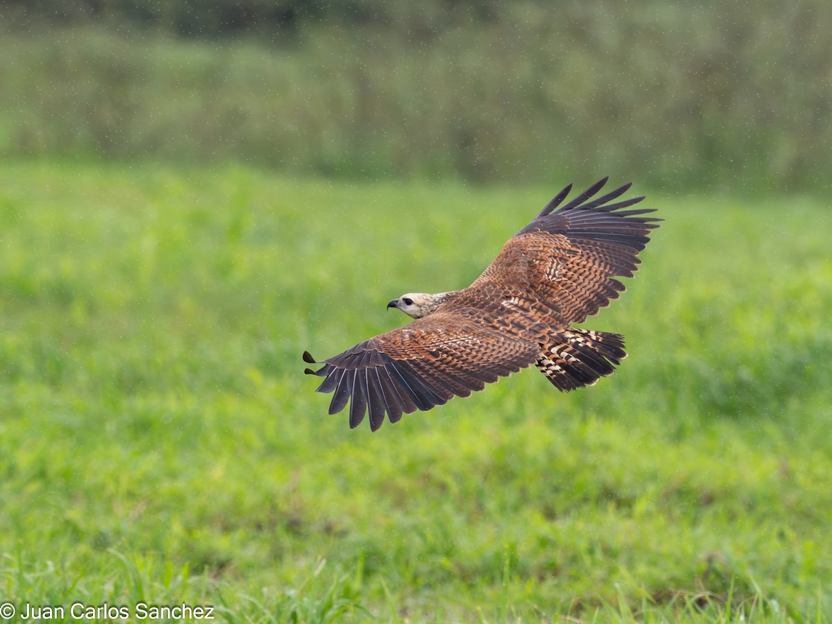 Black-collared Hawk - ML648796675