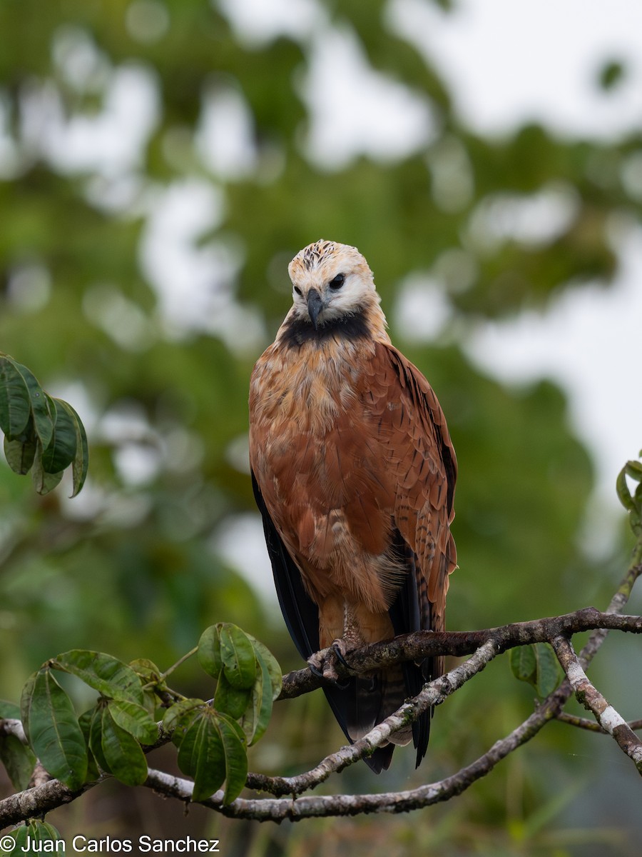 Black-collared Hawk - ML648796677