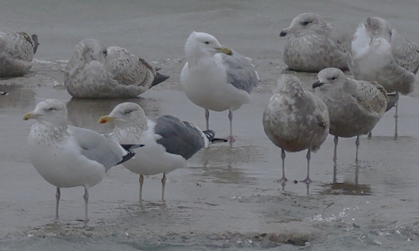 Клуша - ML648796700