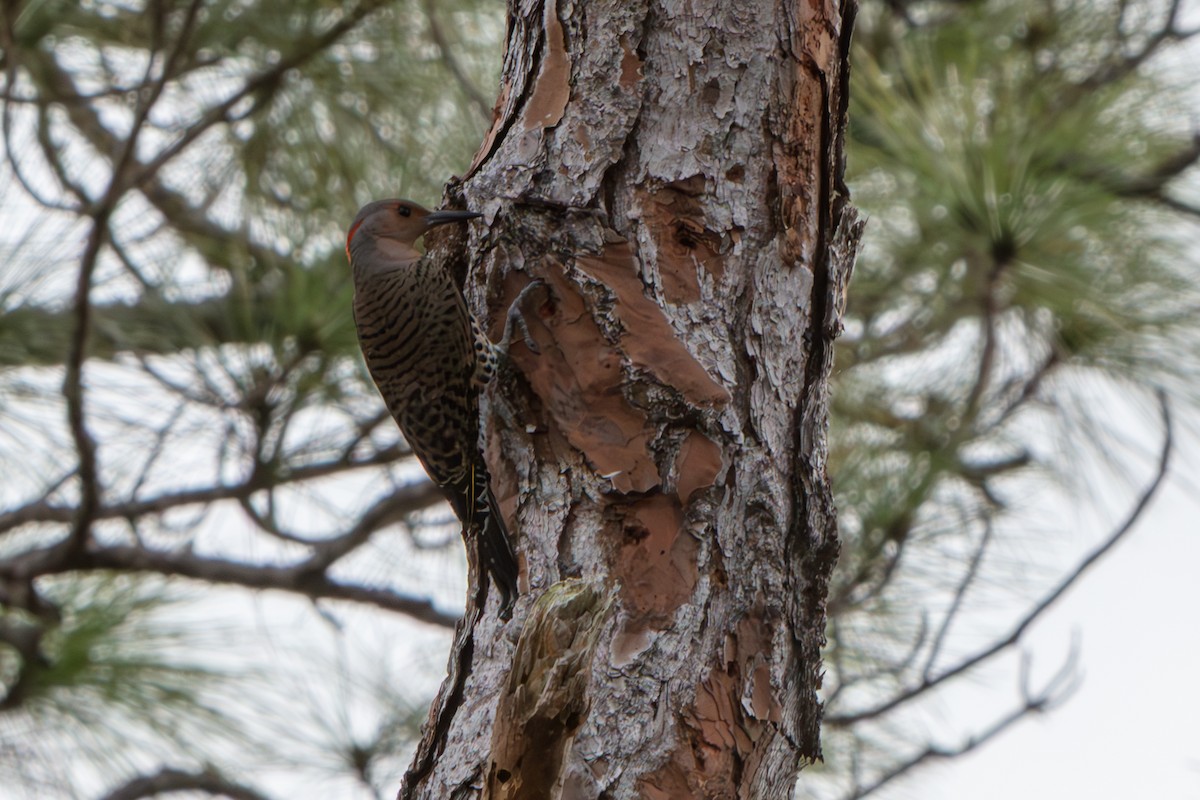 Northern Flicker (Yellow-shafted) - ML648796747