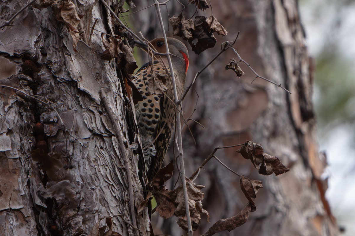 Northern Flicker (Yellow-shafted) - ML648796748