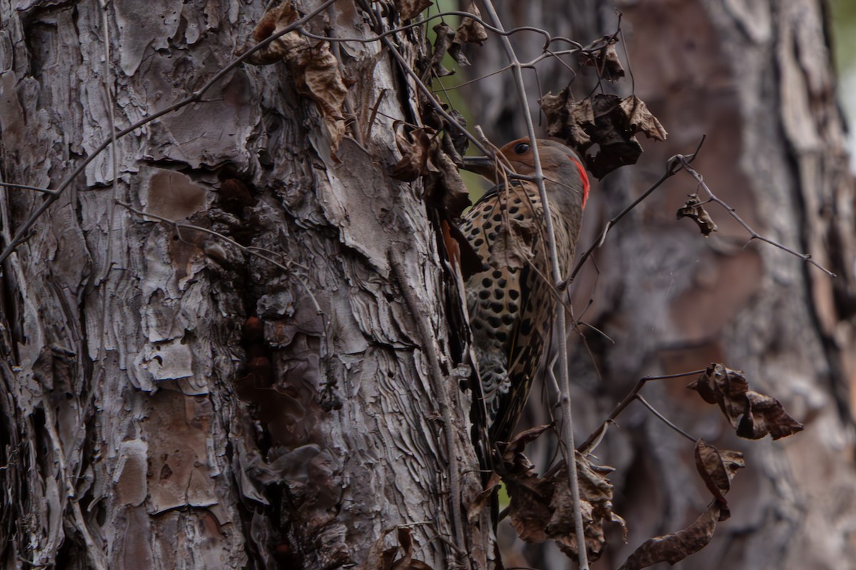 Northern Flicker (Yellow-shafted) - ML648796749