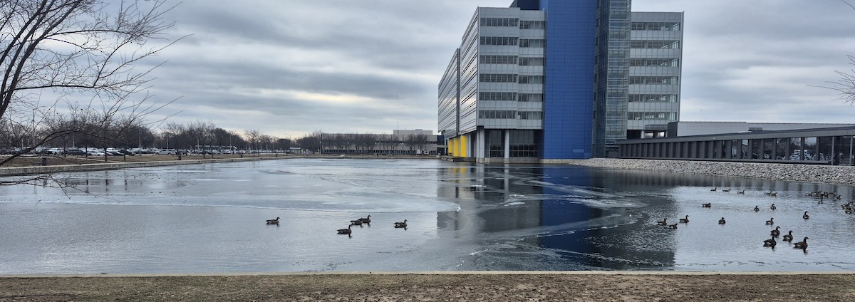 Canada Goose - ML648796754