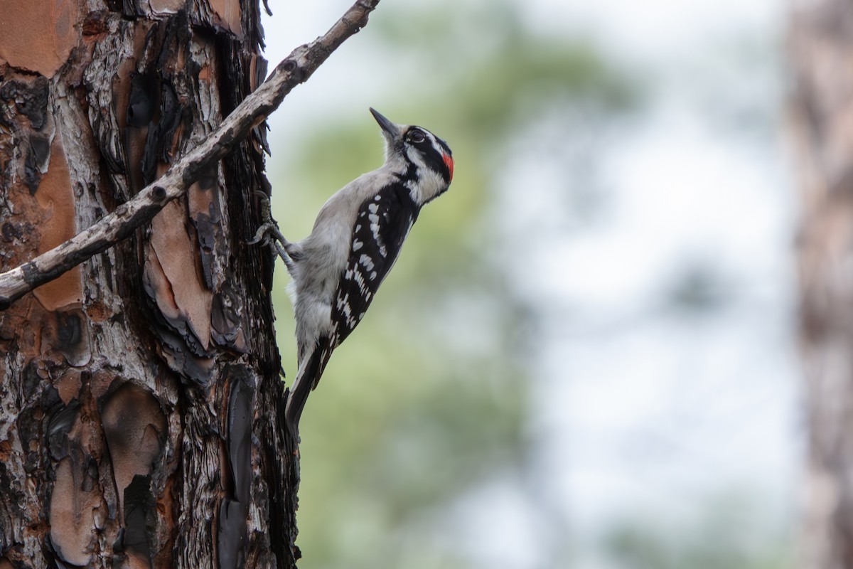 Downy Woodpecker - ML648796763