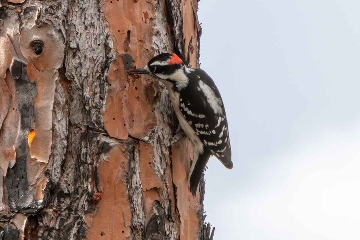 Downy Woodpecker - ML648796764