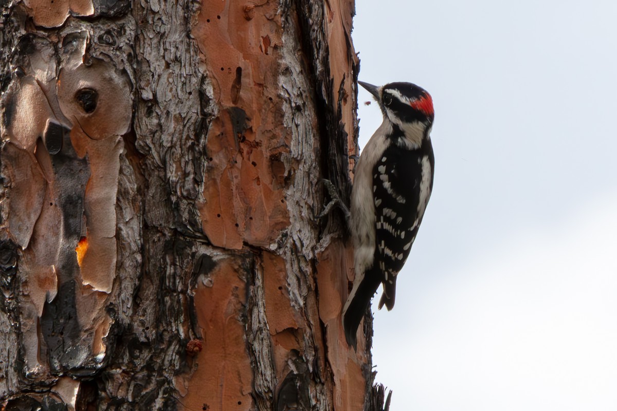 Downy Woodpecker - ML648796765