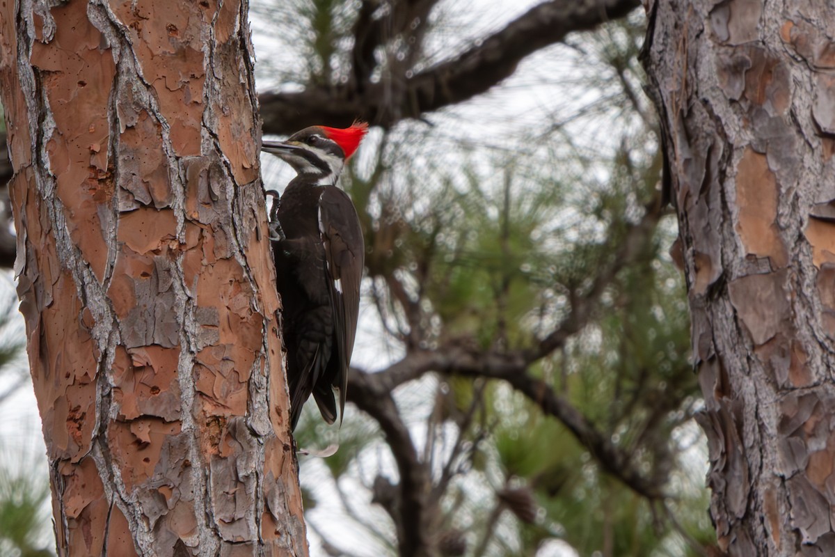 Pileated Woodpecker - ML648796796