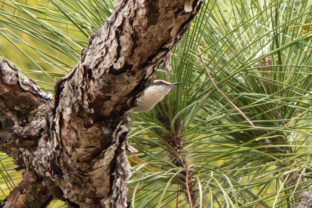 Brown-headed Nuthatch - ML648796803