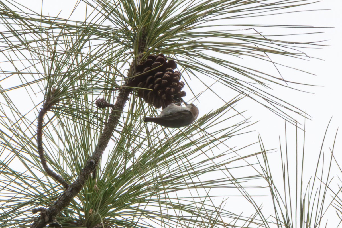 Brown-headed Nuthatch - ML648796804
