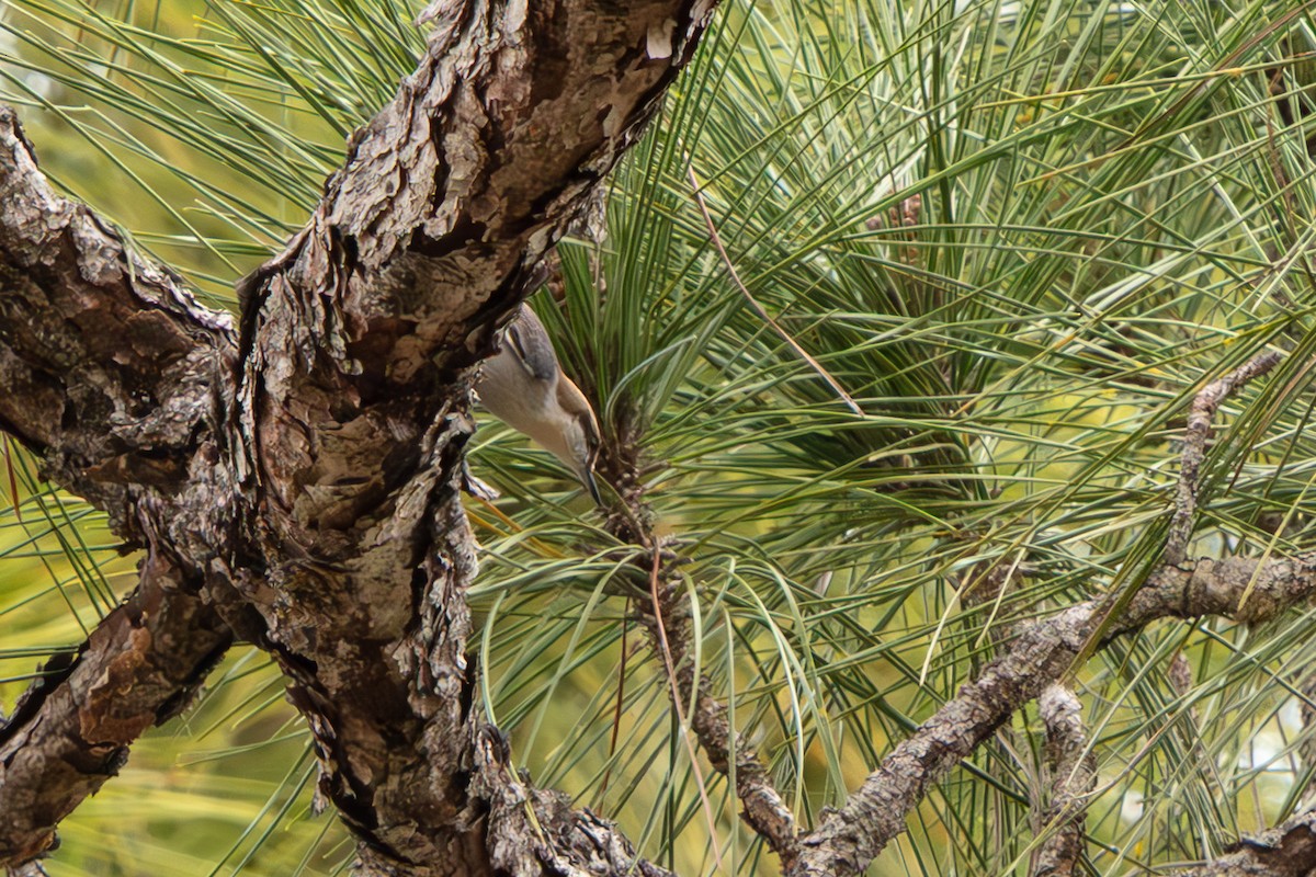Brown-headed Nuthatch - ML648796805