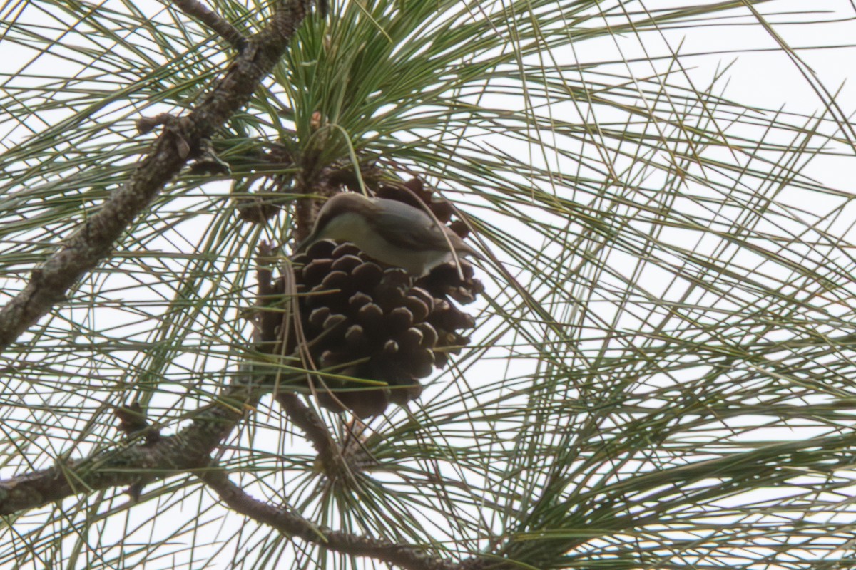 Brown-headed Nuthatch - ML648796806