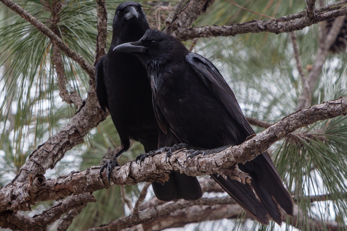 American Crow - ML648796813