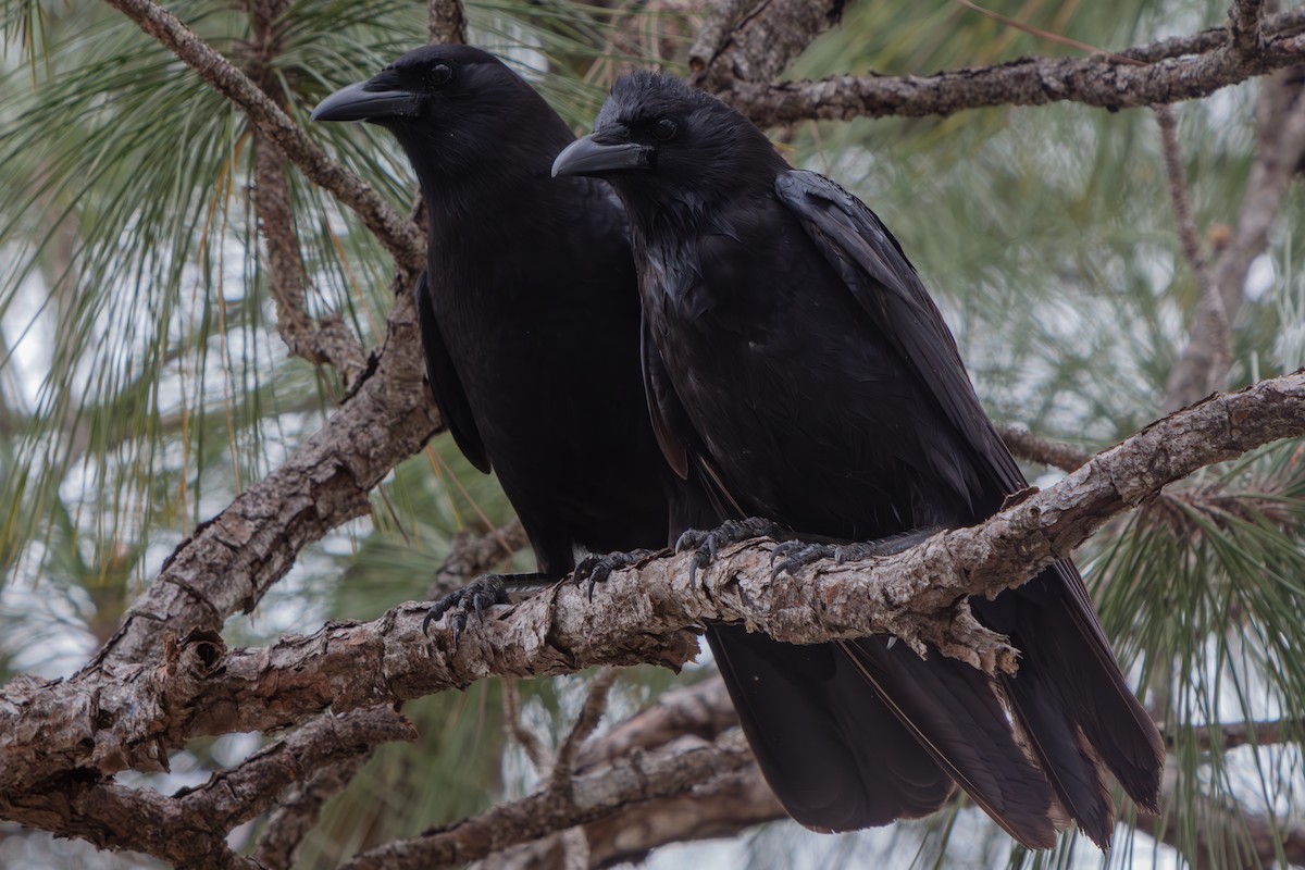 American Crow - ML648796814