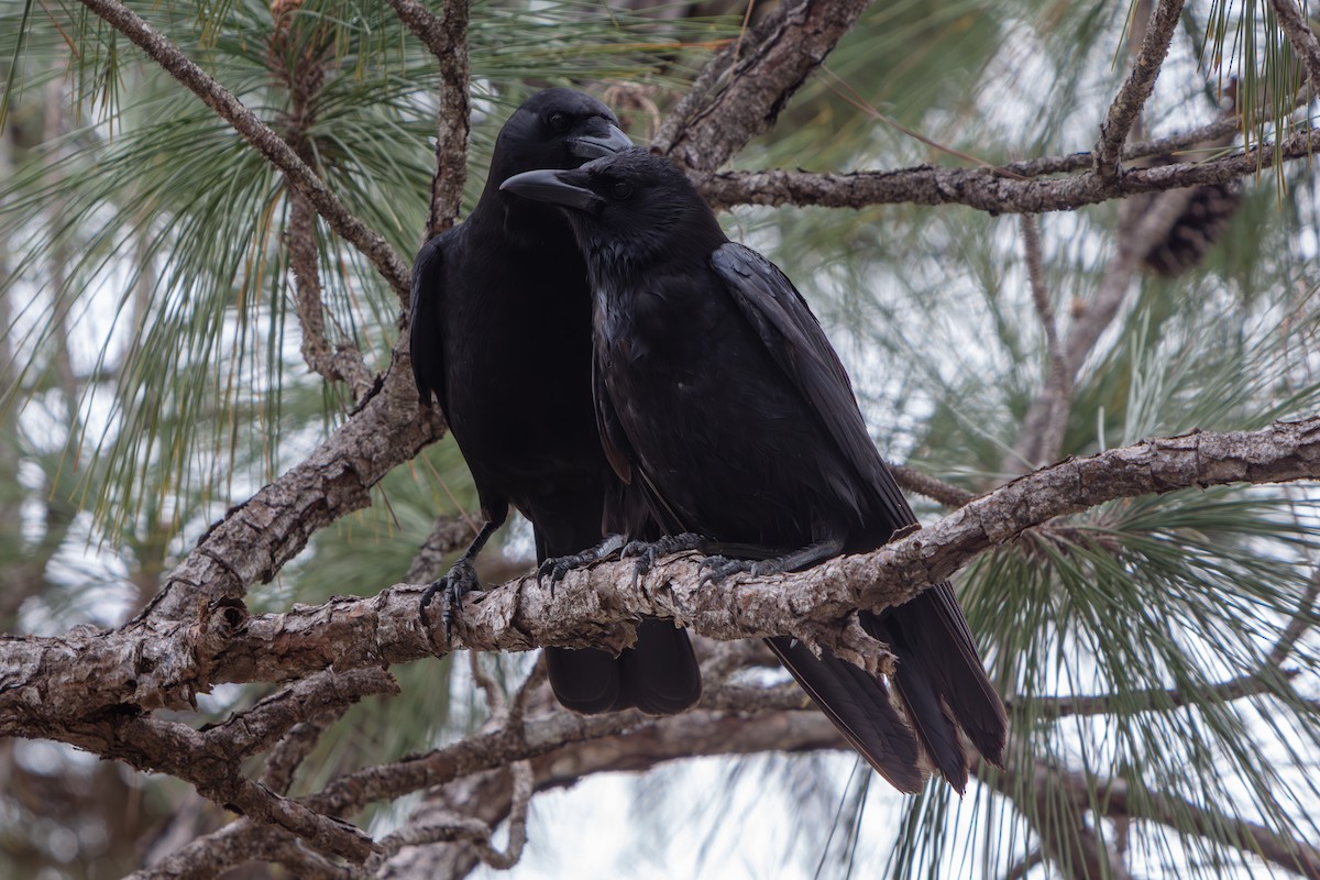 American Crow - ML648796815