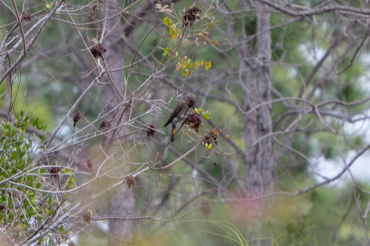 Northern Flicker (Yellow-shafted) - ML648796844